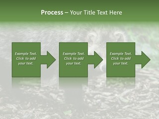 Wildlife Procyonoides Canine PowerPoint Template