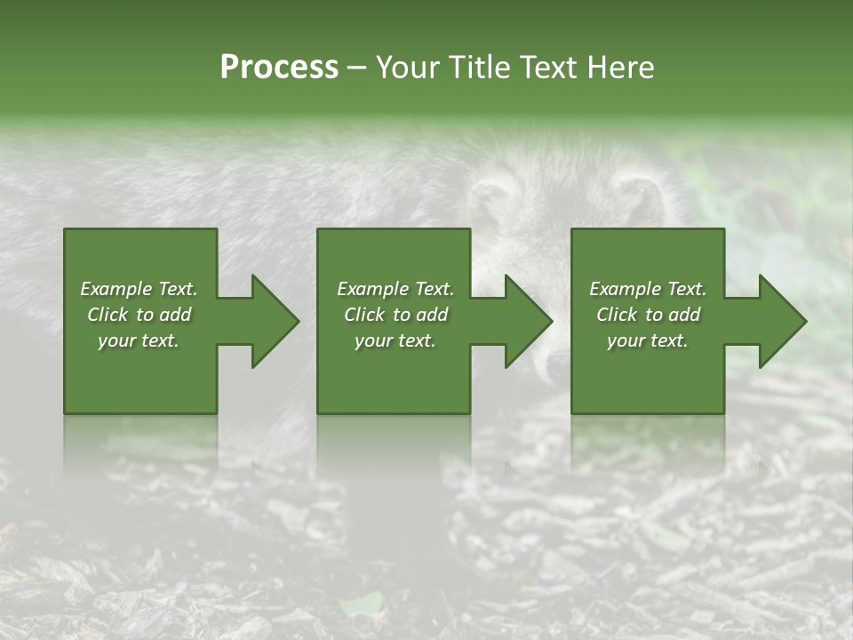 Wildlife Procyonoides Canine PowerPoint Template