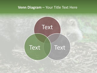 Wildlife Procyonoides Canine PowerPoint Template