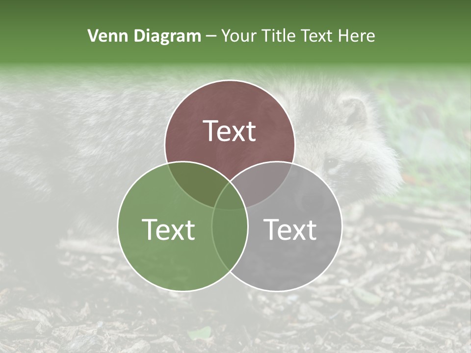 Wildlife Procyonoides Canine PowerPoint Template