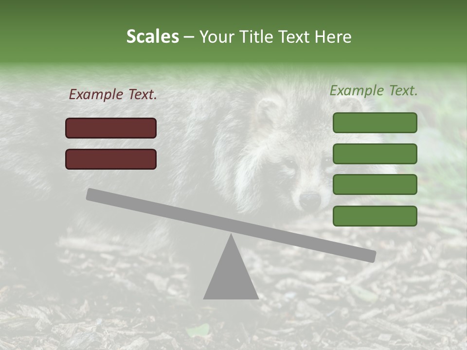 Wildlife Procyonoides Canine PowerPoint Template