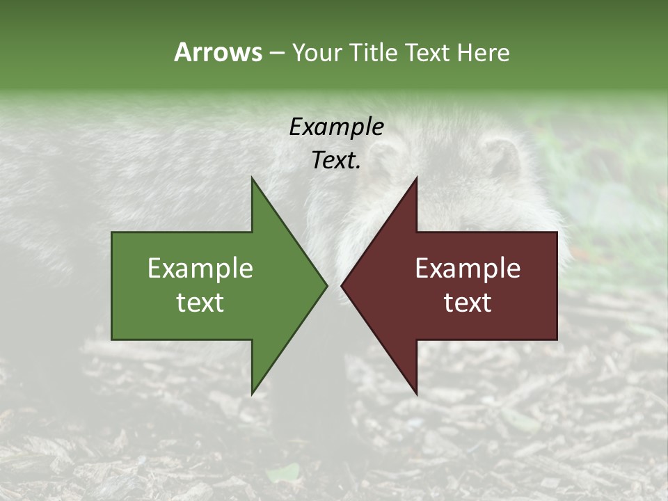 Wildlife Procyonoides Canine PowerPoint Template