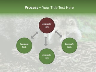 Wildlife Procyonoides Canine PowerPoint Template