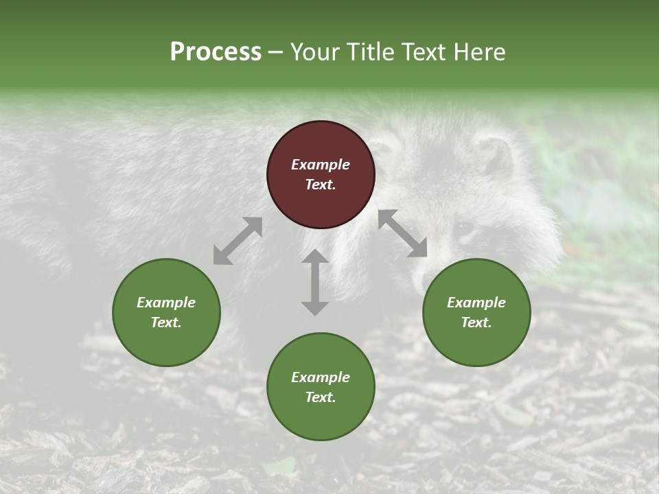 Wildlife Procyonoides Canine PowerPoint Template