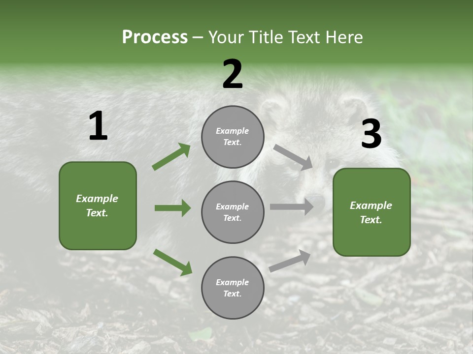 Wildlife Procyonoides Canine PowerPoint Template