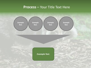 Wildlife Procyonoides Canine PowerPoint Template