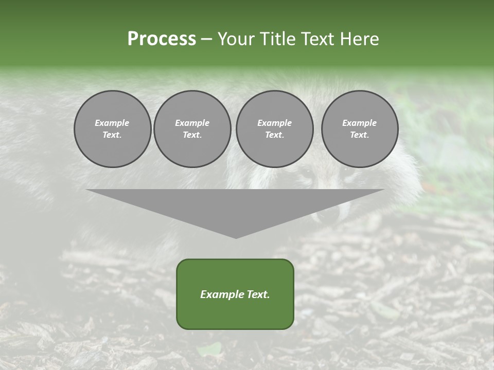 Wildlife Procyonoides Canine PowerPoint Template