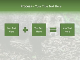 Wildlife Procyonoides Canine PowerPoint Template