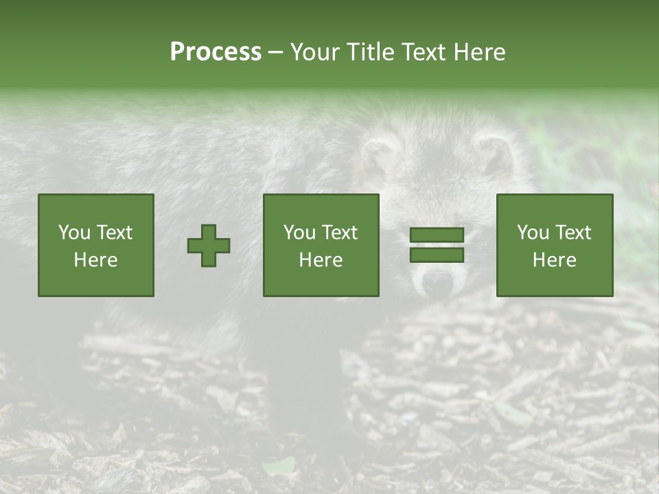 Wildlife Procyonoides Canine PowerPoint Template