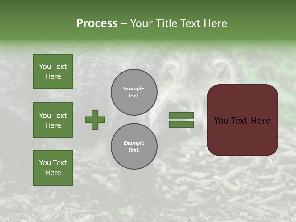 Wildlife Procyonoides Canine PowerPoint Template