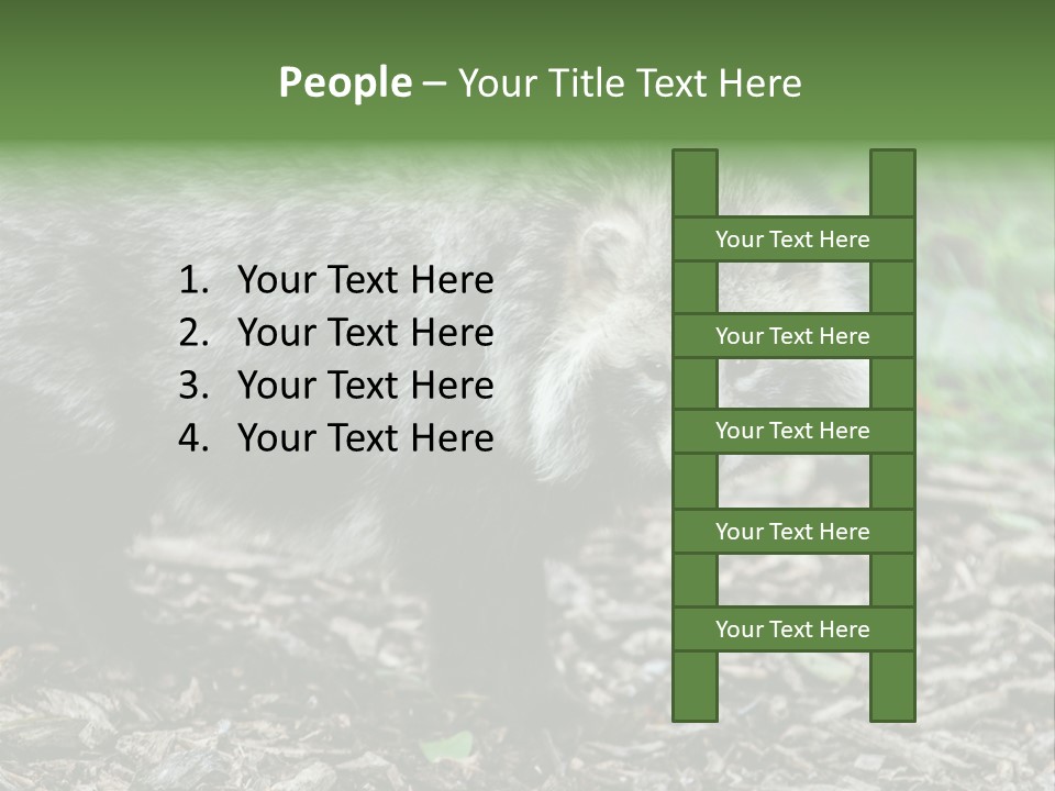 Wildlife Procyonoides Canine PowerPoint Template