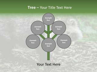 Wildlife Procyonoides Canine PowerPoint Template