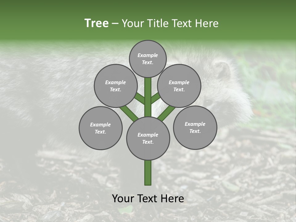Wildlife Procyonoides Canine PowerPoint Template