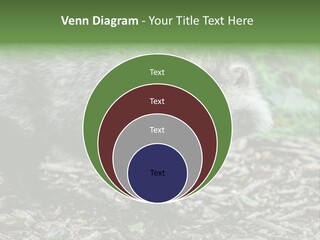Wildlife Procyonoides Canine PowerPoint Template