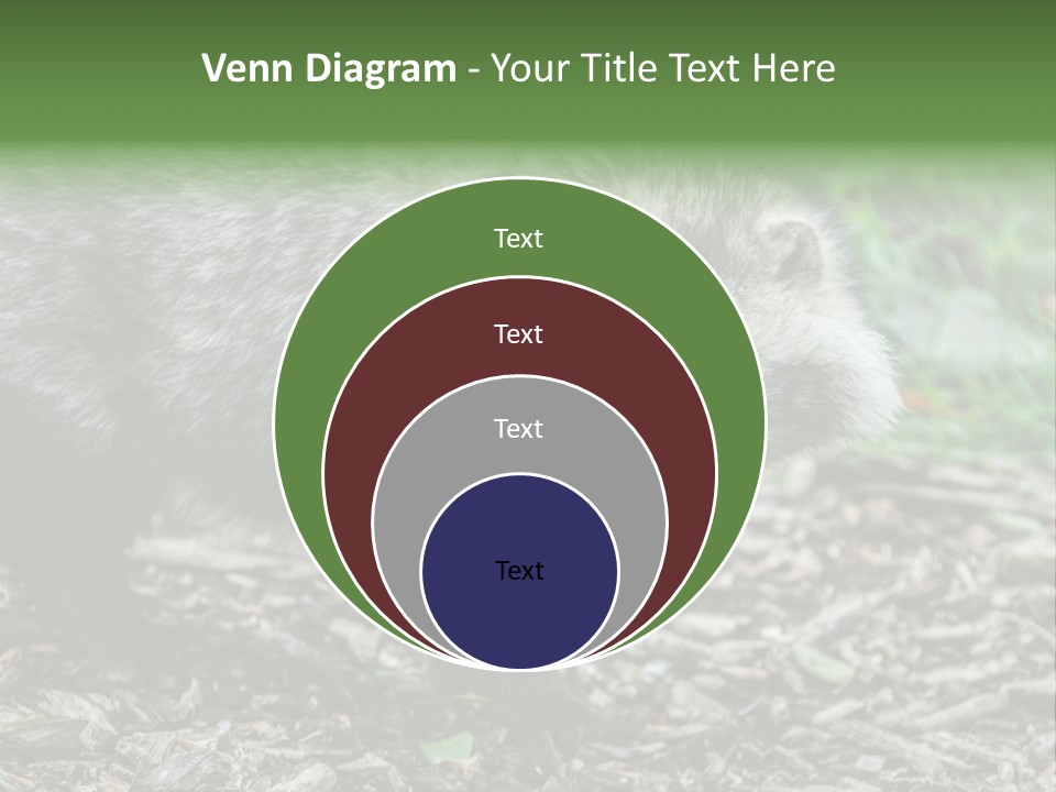 Wildlife Procyonoides Canine PowerPoint Template