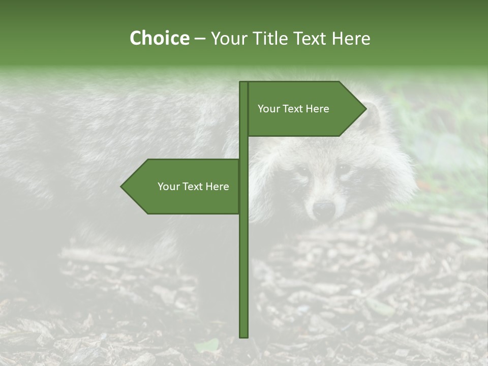 Wildlife Procyonoides Canine PowerPoint Template