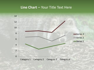 Wildlife Procyonoides Canine PowerPoint Template