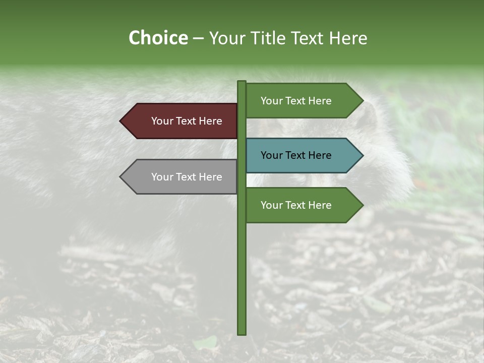 Wildlife Procyonoides Canine PowerPoint Template
