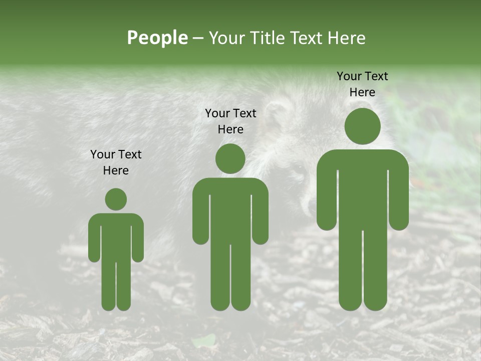 Wildlife Procyonoides Canine PowerPoint Template