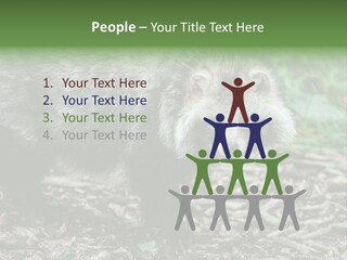 Wildlife Procyonoides Canine PowerPoint Template