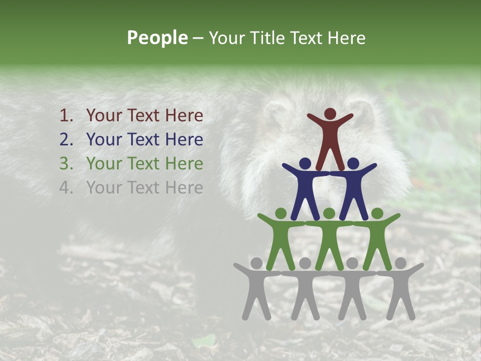 Wildlife Procyonoides Canine PowerPoint Template