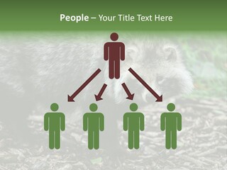 Wildlife Procyonoides Canine PowerPoint Template