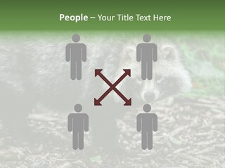 Wildlife Procyonoides Canine PowerPoint Template