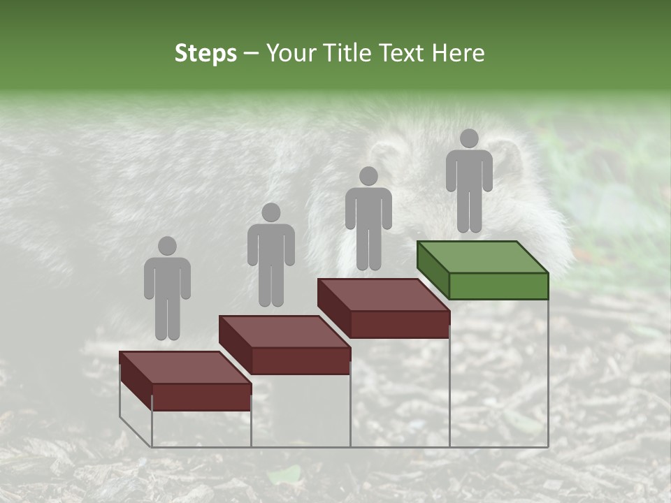 Wildlife Procyonoides Canine PowerPoint Template