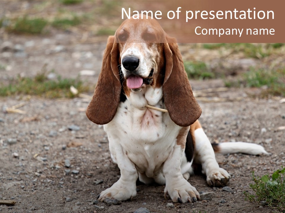 Long Canine Basset PowerPoint Template