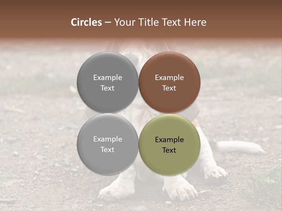 Long Canine Basset PowerPoint Template