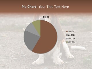 Long Canine Basset PowerPoint Template