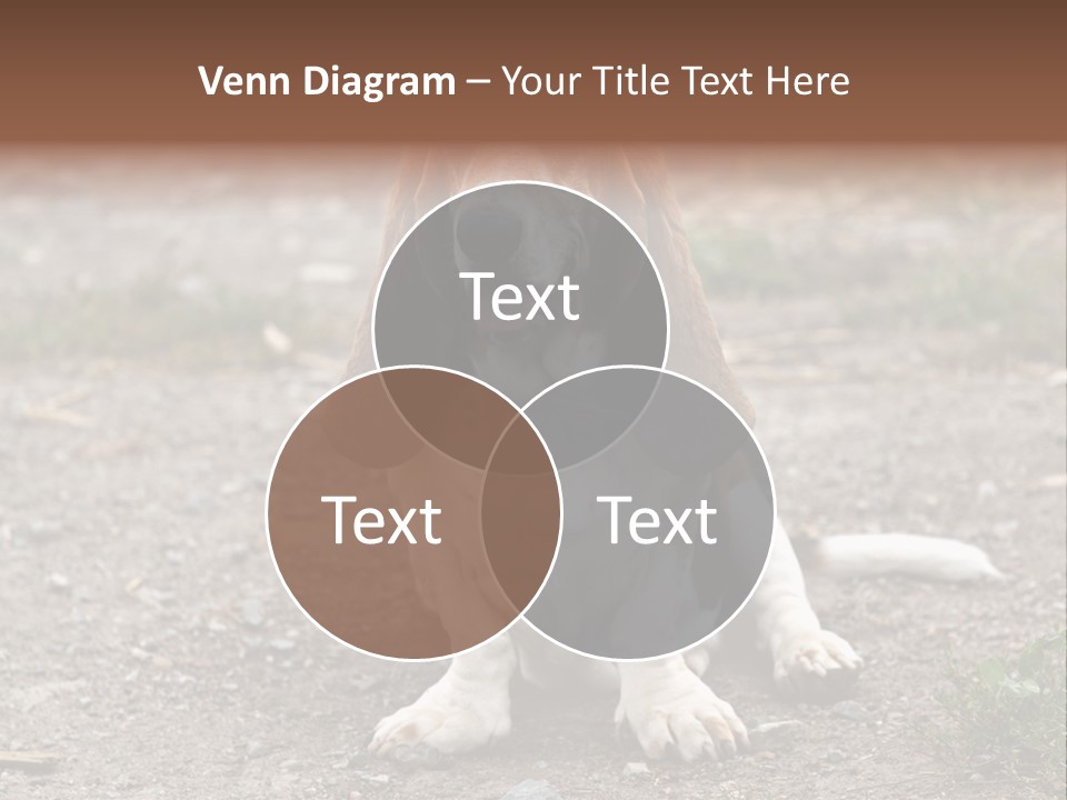 Long Canine Basset PowerPoint Template