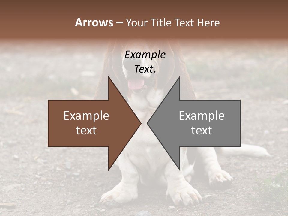 Long Canine Basset PowerPoint Template