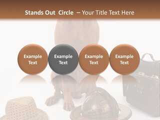 Globe Money Passport PowerPoint Template