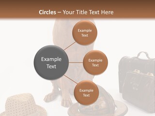 Globe Money Passport PowerPoint Template