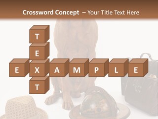 Globe Money Passport PowerPoint Template