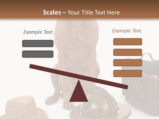 Globe Money Passport PowerPoint Template