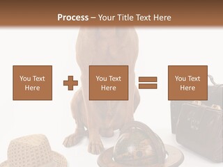 Globe Money Passport PowerPoint Template