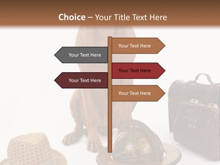 Globe Money Passport PowerPoint Template