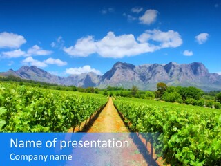 Hill Winemaking Winery PowerPoint Template