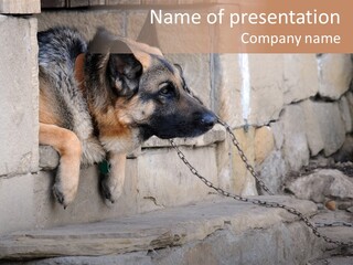 Halfface Snout Door PowerPoint Template