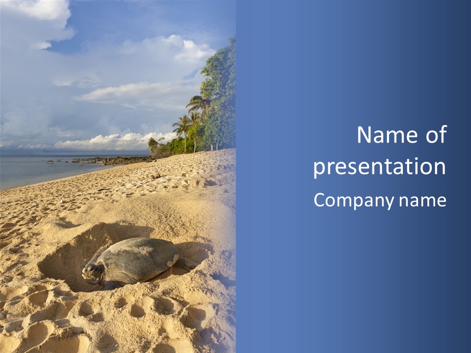 Tropical Green Turtle Survival PowerPoint Template