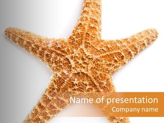 A Starfish With A White Background Is Shown PowerPoint Template