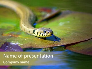 A Snake On A Leaf In A Pond Powerpoint Template PowerPoint Template