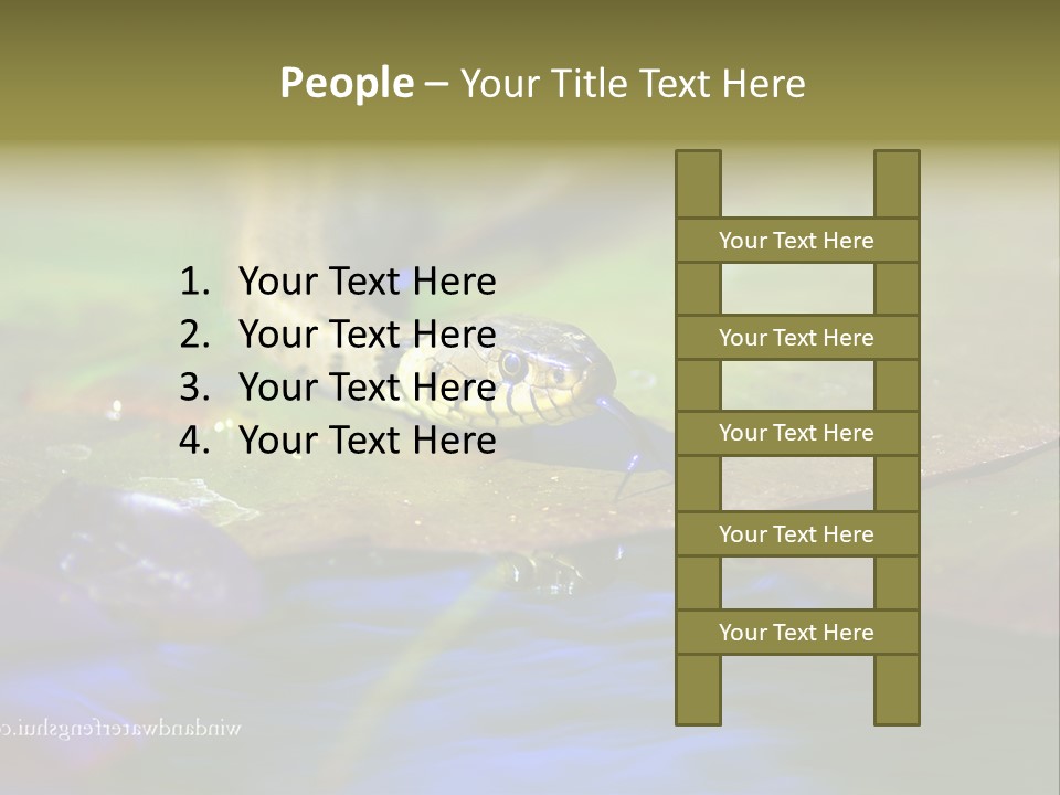 A Snake On A Leaf In A Pond Powerpoint Template PowerPoint Template