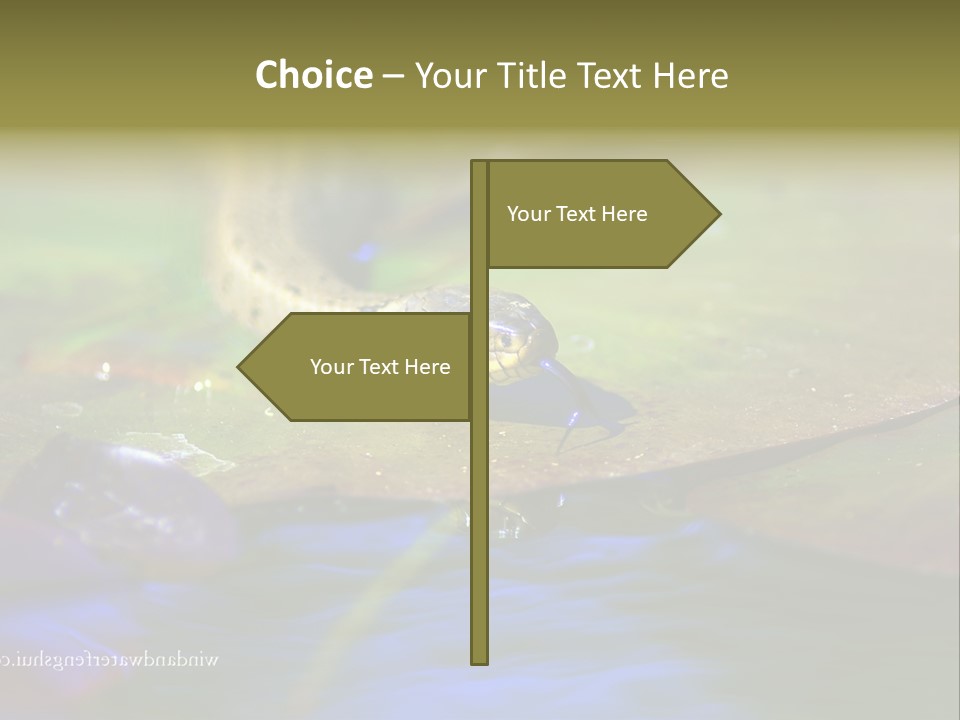 A Snake On A Leaf In A Pond Powerpoint Template PowerPoint Template