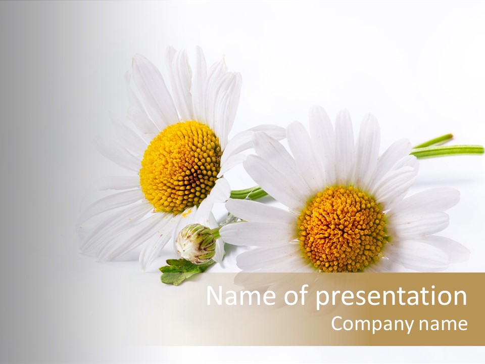Petal Floral Clear PowerPoint Template