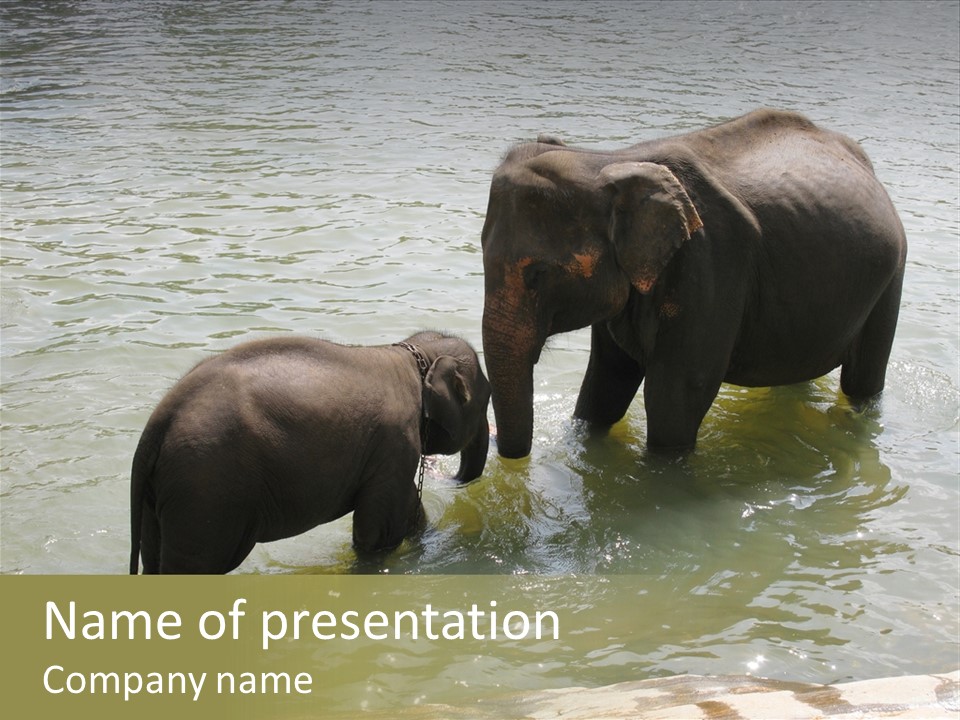 Animal Giant Impressive PowerPoint Template