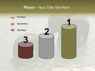 Animal Giant Impressive PowerPoint Template