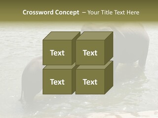 Animal Giant Impressive PowerPoint Template